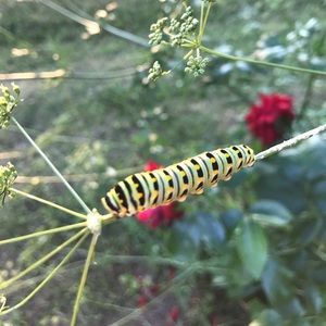 Meet your Posher, Sabrina